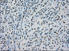 Monoclonal Mouse anti-Human PRKY Antibody (clone OTI4G7, Carrier-free, IHC, IF, WB)
