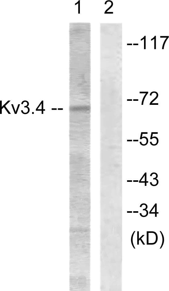 KCNC4 / Kv3.4 Antibody (p15)