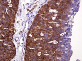VBP1 Antibody (clone OTI1H5, Carrier-free)