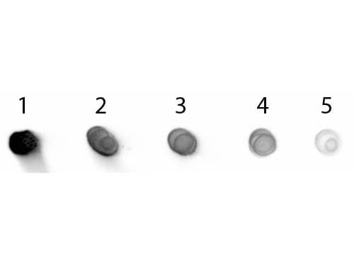 Goat Anti-Human IgG Secondary Antibody (AP)