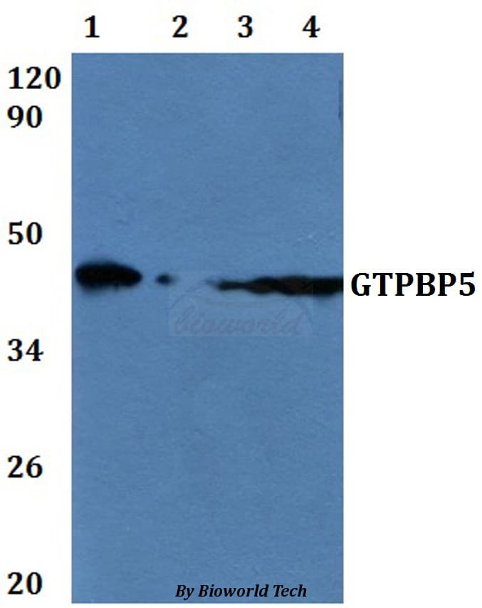 MTG2 / GTPBP5 Antibody