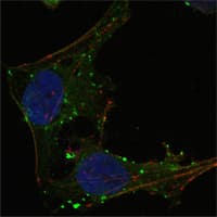 GABPA / NRF2 Antibody (clone 8C1B10)