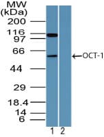 Polyclonal Rabbit anti-Human POU2F1 / OCT1 Antibody (aa1-50, IHC, WB)