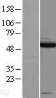 SOX10 Protein (Over-Expression Lysate Myc-DDK (Flag))