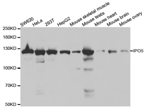 IPO5 / RANBP5 Antibody