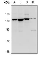 PathPlus™ CNTN1 / gp135 / Contactin 1 Antibody