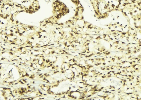 H2AFZ / H2A.z Antibody