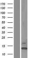 Human TEN1 Protein (Over-Expression Lysate Myc-DDK (Flag))