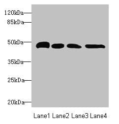 TXNDC5 / ERP46 Antibody