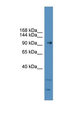 GRM7 / MGLUR7 Antibody (C-Terminus, Biotin)