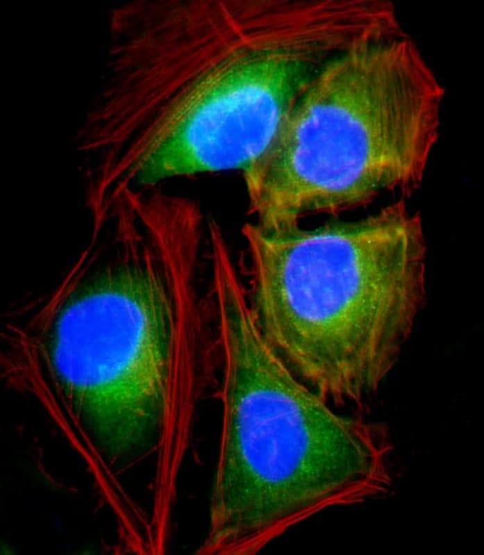 ATP6V1G3 Antibody (N-Terminus)