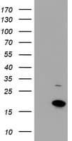 CHCHD5 Antibody (clone OTI3H3)
