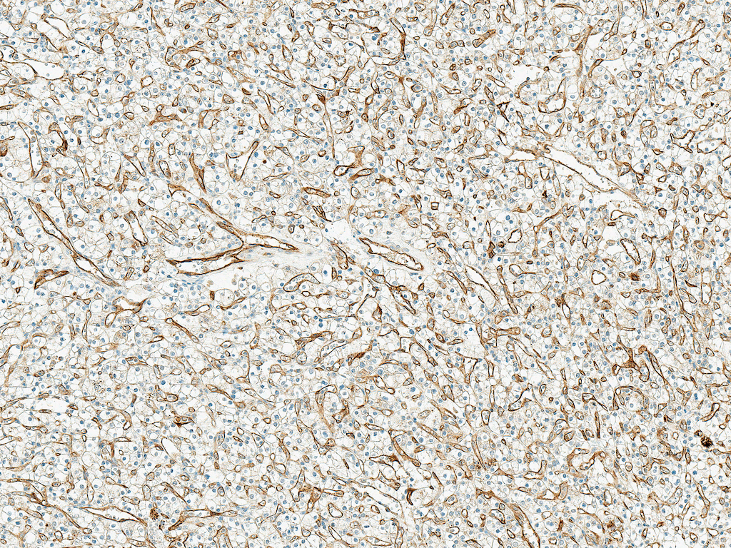 Mitofusin 2 / MFN2 Antibody (Biotin)