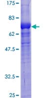 Human CLCN2 Protein (Recombinant GST)
