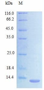 Mouse CCL24 / Eotaxin 2 Protein (Recombinant)