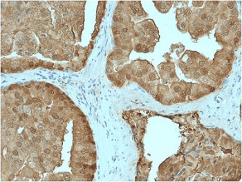 GLO1 / Glyoxalase I Antibody (clone CPTC-GLO1-1, Azide-free, BSA-free)