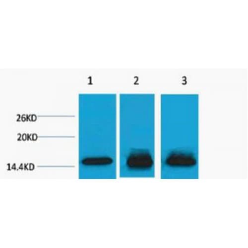 Polyclonal Rabbit anti-Human Histone H3 Antibody (WB)
