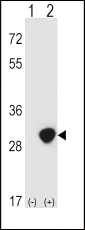 TPI1 / TPI Antibody (aa68-96)