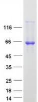Human PUF60 Protein (Recombinant Myc-DDK (Flag))