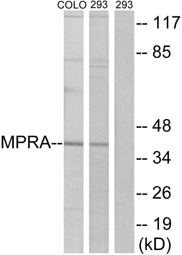 PAQR7 / mSR Antibody (aa297-346)
