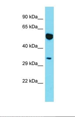 Polyclonal Rabbit anti-Human MYO19 / Myosin XIX Antibody (N-Terminus, WB)