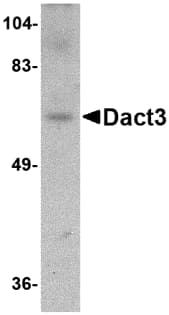 DACT3 Antibody