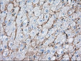 Basigin / Emmprin / CD147 Antibody (clone OTI4D3)