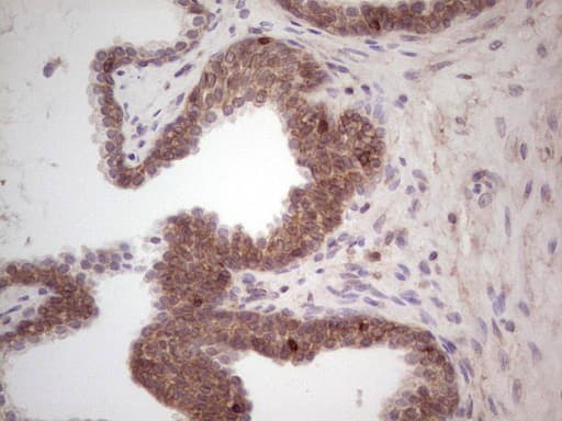 LAMA4 / Laminin Alpha 4 Antibody (aa25-270, clone OTI5G8)