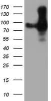 PECAM-1 / CD31 Antibody (clone OTI4C1)