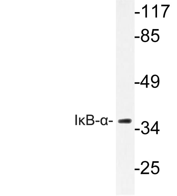 NFKBIA / IKB Alpha / IKBA Antibody (Ser36)