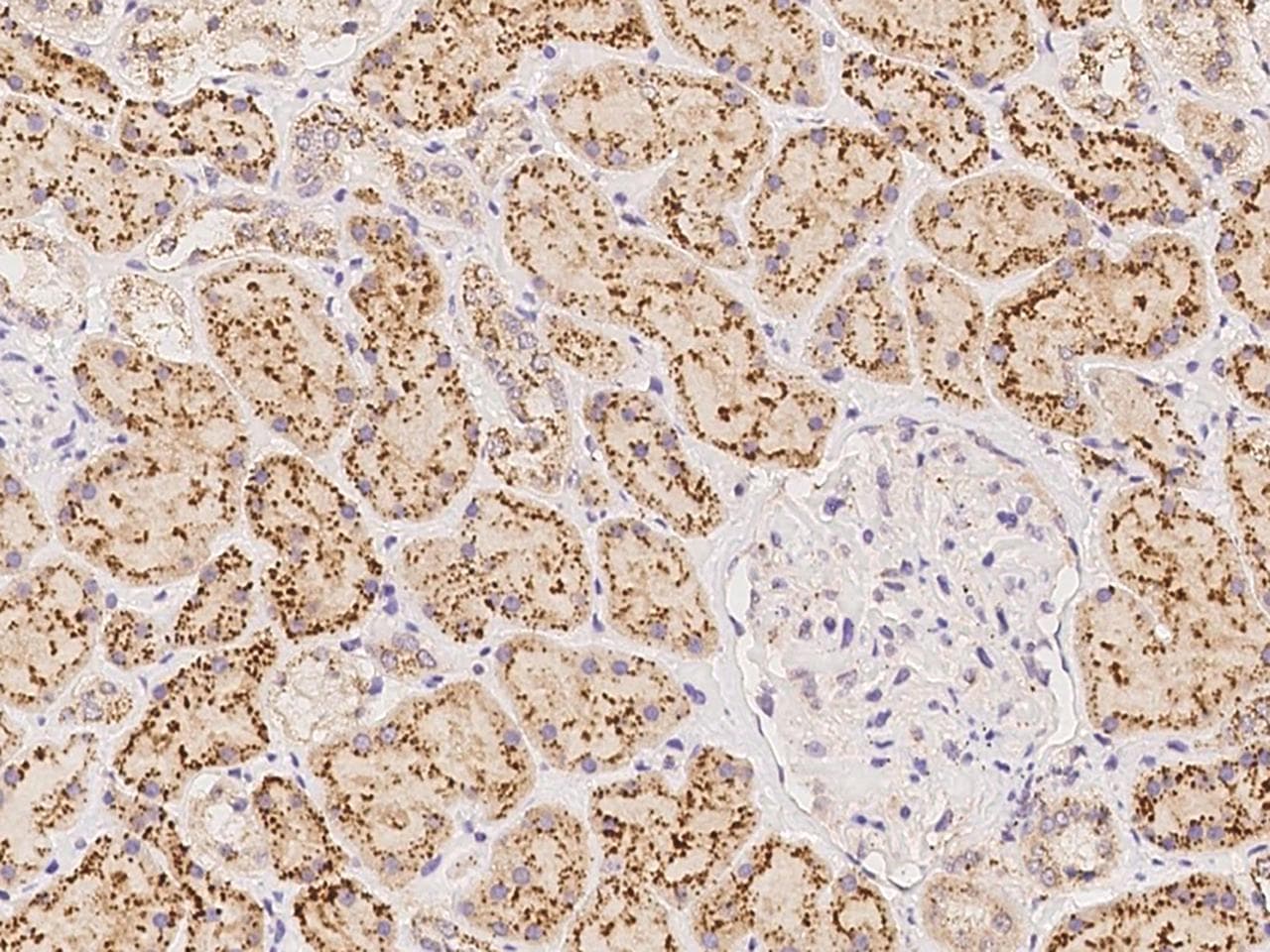 GNS Antibody (Preservative Free)