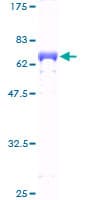 Human ZNF435 / ZSCAN16 Protein (Recombinant GST)