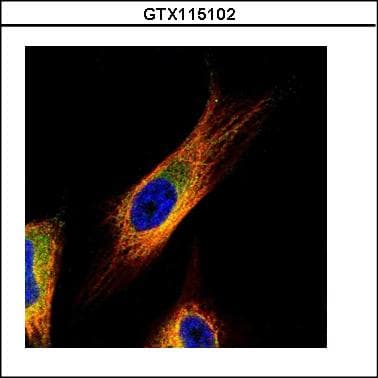 COPS3 / CSN3 Antibody