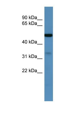 ZDHHC3 Antibody (C-Terminus)