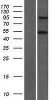 CTAGE5 Protein (Over-Expression Lysate Myc-DDK (Flag))
