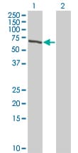 Monoclonal Mouse anti-Human TESK2 Antibody (clone 5G1, WB)