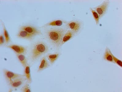 Polyclonal Rabbit anti-Human H2AFZ / H2A.z Antibody (IF)