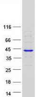 Human ZWINT Protein (Recombinant Myc-DDK (Flag))