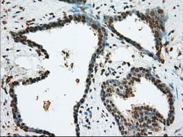 Basigin / Emmprin / CD147 Antibody (clone OTI4E4)
