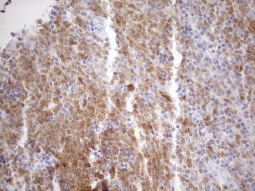 POU2AF1 / BOB1 Antibody (clone OTI3B9)