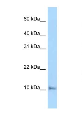 COX6A1 Antibody (C-Terminus)