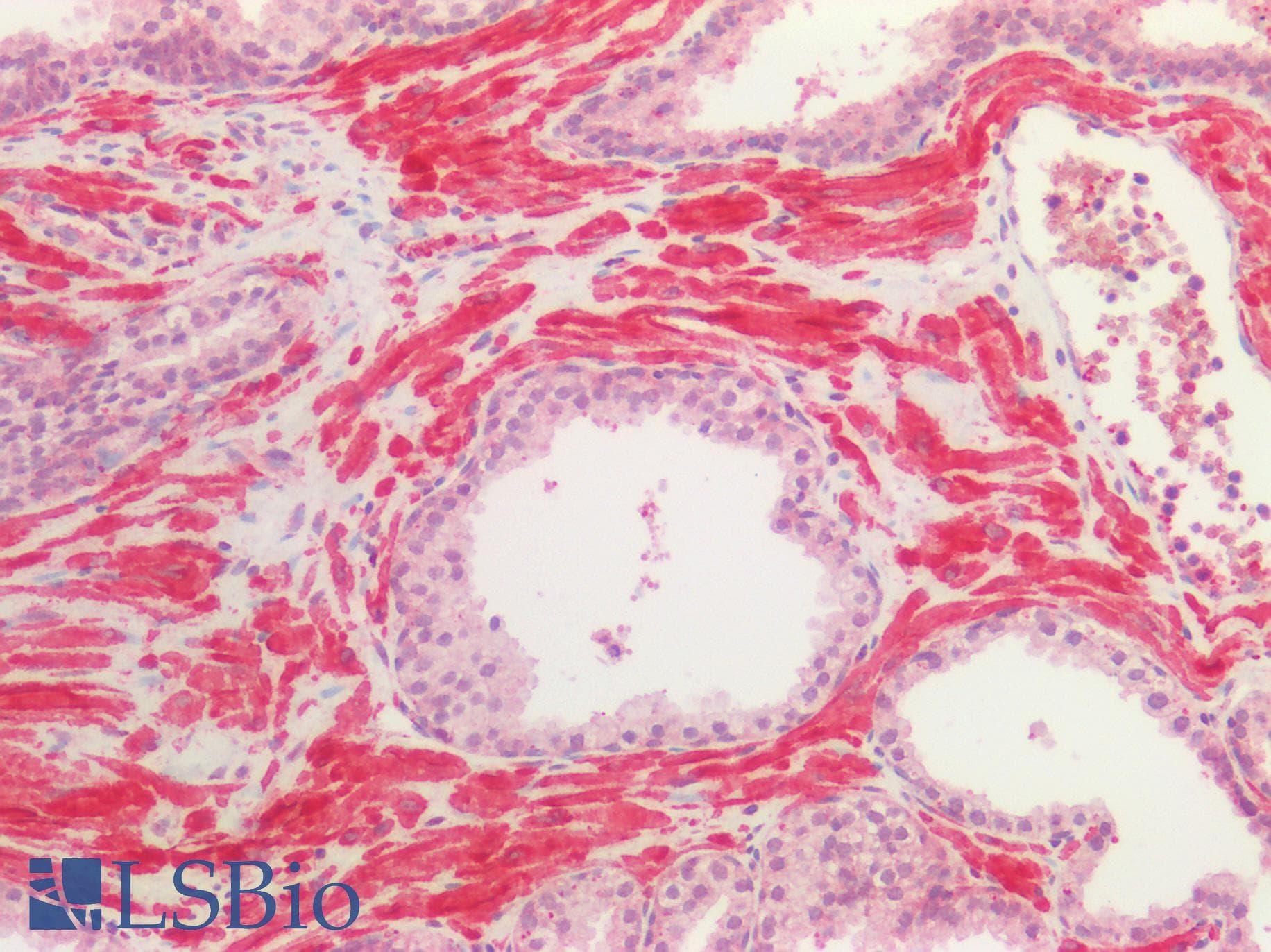 PathPlus™ TUBB / Beta Tubulin Antibody (aa174-428)