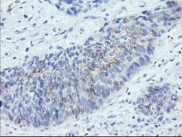 Monoclonal Mouse anti-Human SPINT1 / HAI-1 Antibody (clone OTI4E1, IHC, IF, WB)