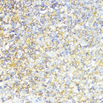 MLKL Antibody