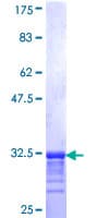 Human COL26A1 / EMID2 Protein (Recombinant GST, N-terminus)