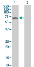 KLHDC4 Antibody (clone 4G11)