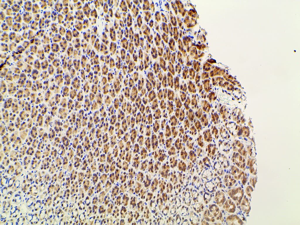 EFNB2 / Ephrin B2 Antibody
