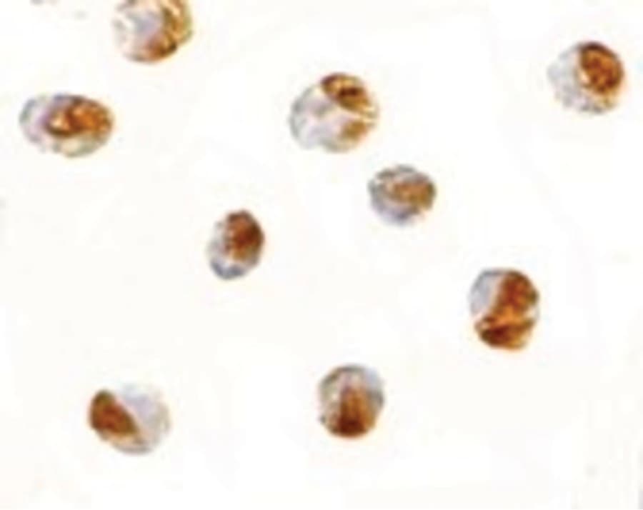 IHC-plus™ Polyclonal Rabbit anti-Human TANK Antibody (IHC, WB)