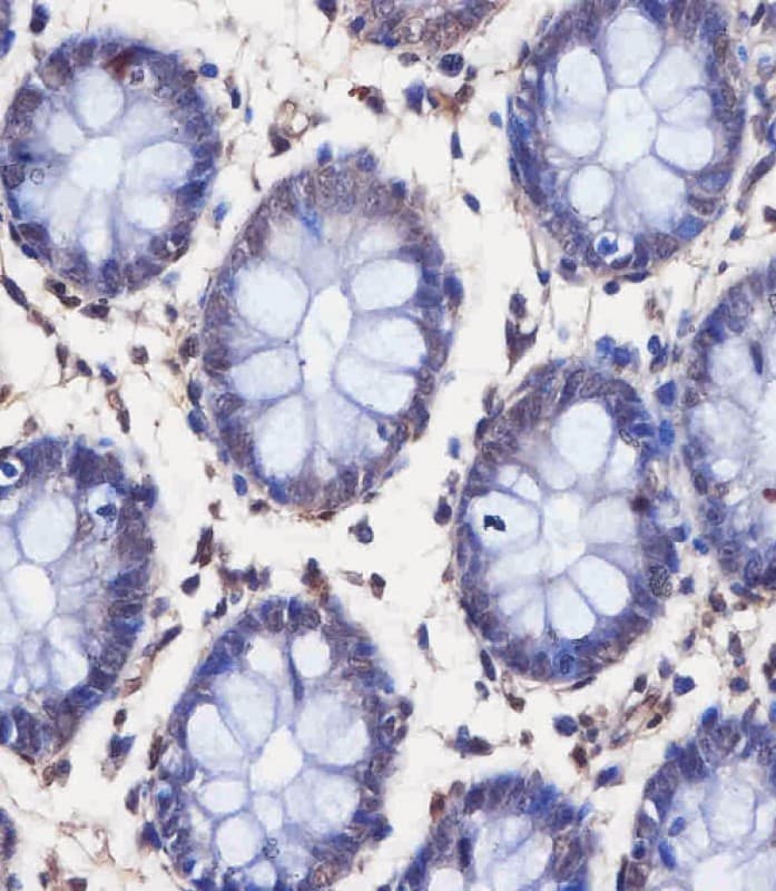 TAF4 Antibody (C-Terminus)
