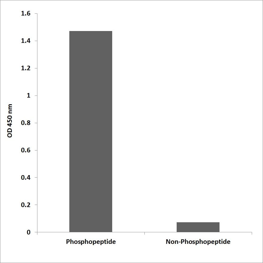 RPS6 / Ribosomal Protein S6 Antibody (phospho-Ser235)